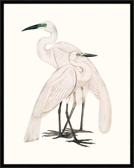 Pure White Herons