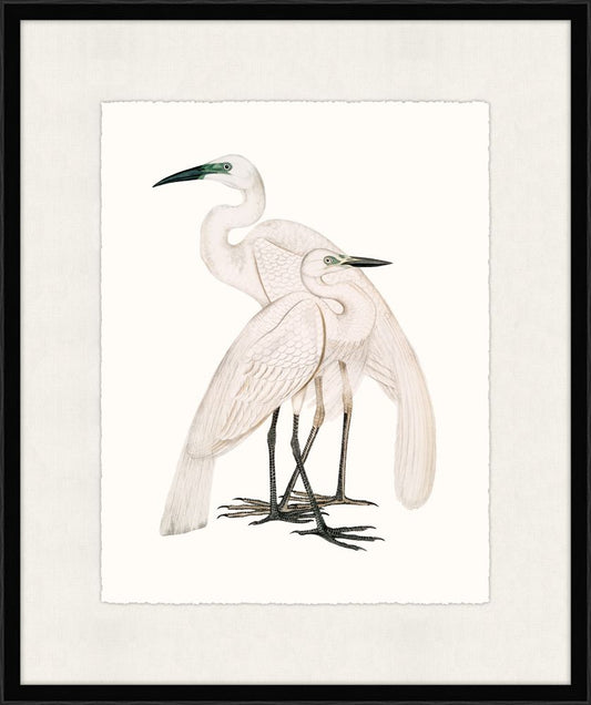 Pure White Herons Petite