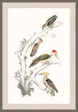 Gray's Woodpeckers