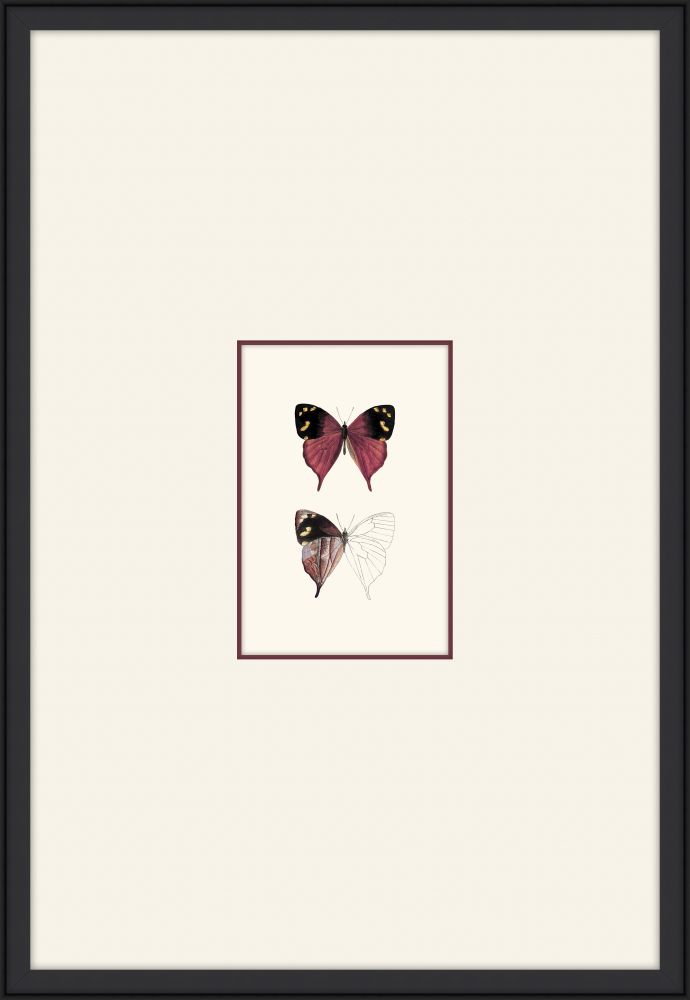 Petit Papillons I