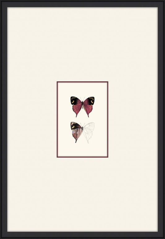 Petit Papillons I