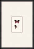 Petit Papillons I