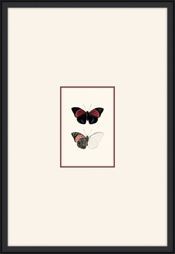Petit Papillons II