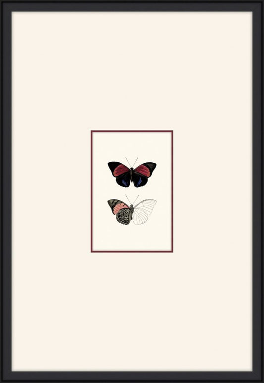 Petit Papillons II