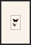 Petit Papillons II