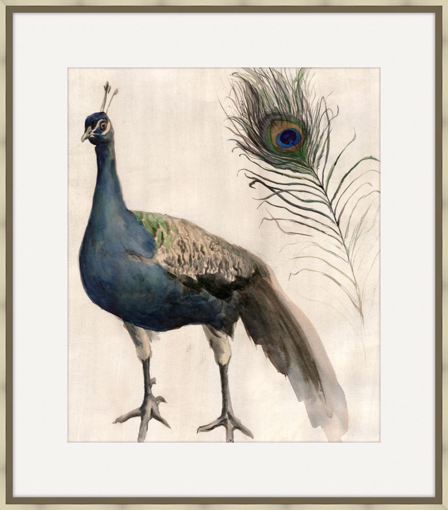 Watercolor Peacock Study