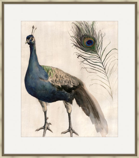 Watercolor Peacock Study