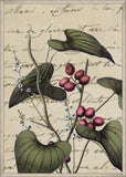 Plants & Writing I
