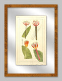 Rachels Tropicals in Glass II