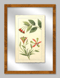 Rachels Tropicals in Glass III