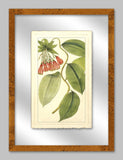 RACHEL'S TROPICALS IN GLASS IV