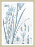 Azure Fleur II
