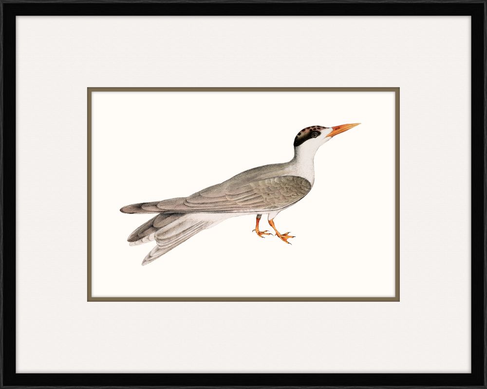 Tern I