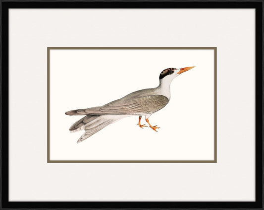 Tern I