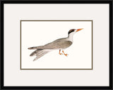 Tern I