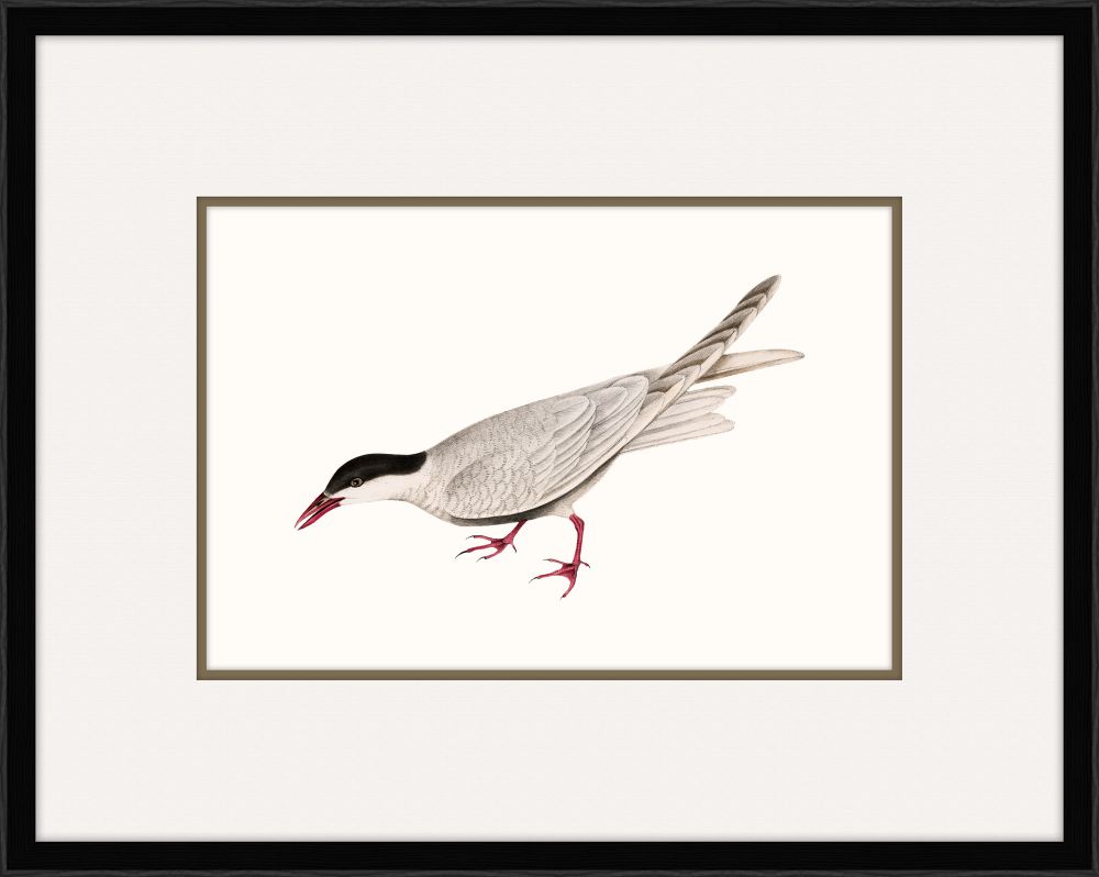 Tern II