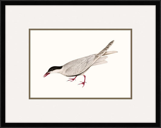Tern II