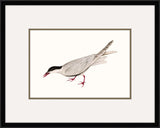 Tern II