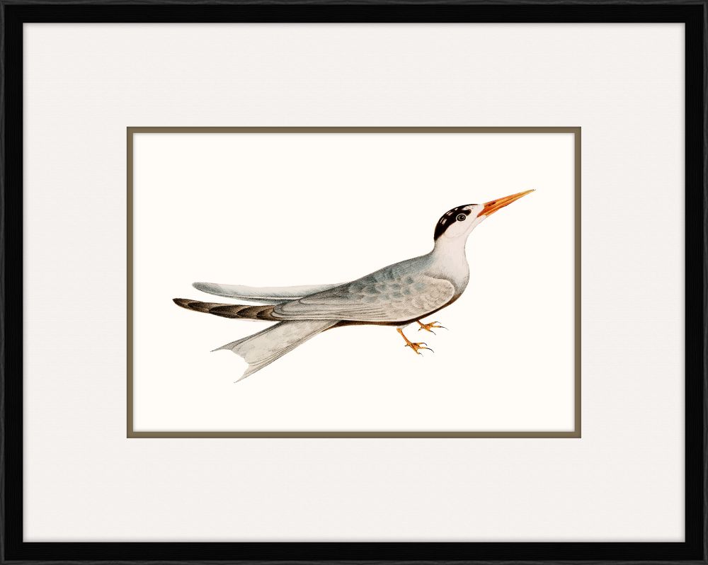 Tern III