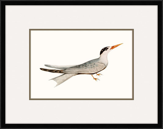 Tern III