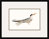 Tern III