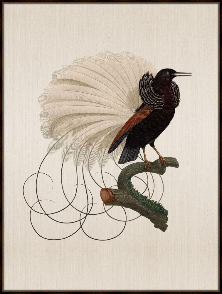 Bird of Paradise III