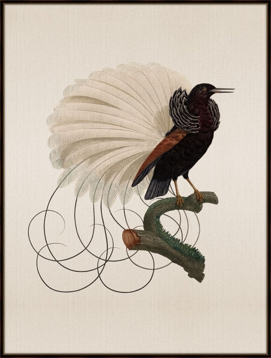 Bird of Paradise III