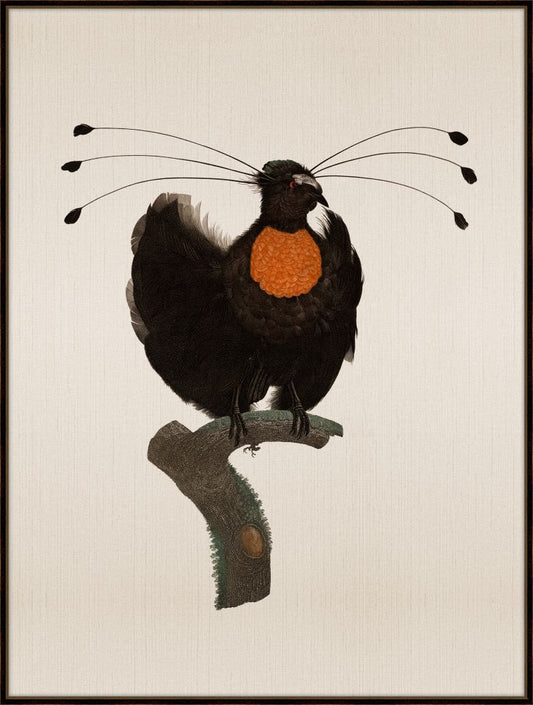 Bird of Paradise V