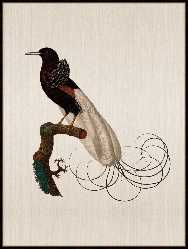 Bird of Paradise VI