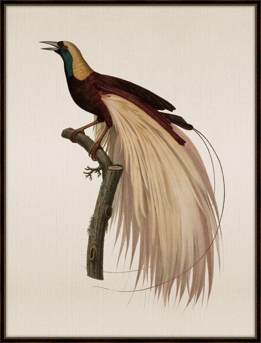 Bird of Paradise Petite II