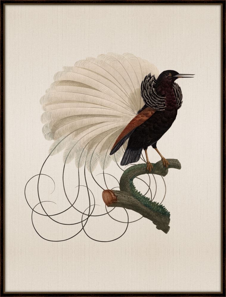 Bird of Paradise Petite III