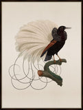 Bird of Paradise Petite III