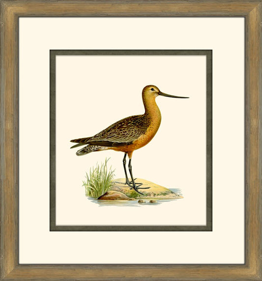 Shore Birds I