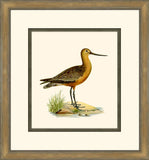 Shore Birds I