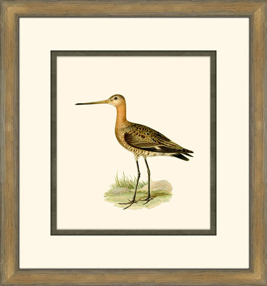Shore Birds II