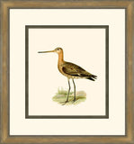 Shore Birds II