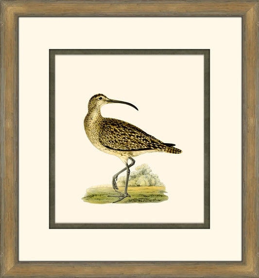 Shore Birds IV