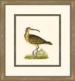 Shore Birds IV