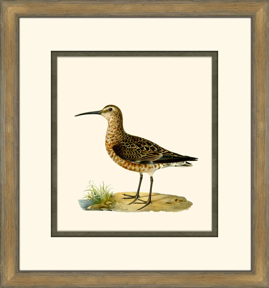 Shore Birds V