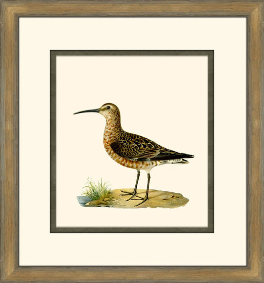 Shore Birds V