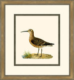 Shore Birds V