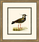 Shore Birds VI