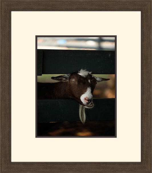 GET YOUR GOAT II