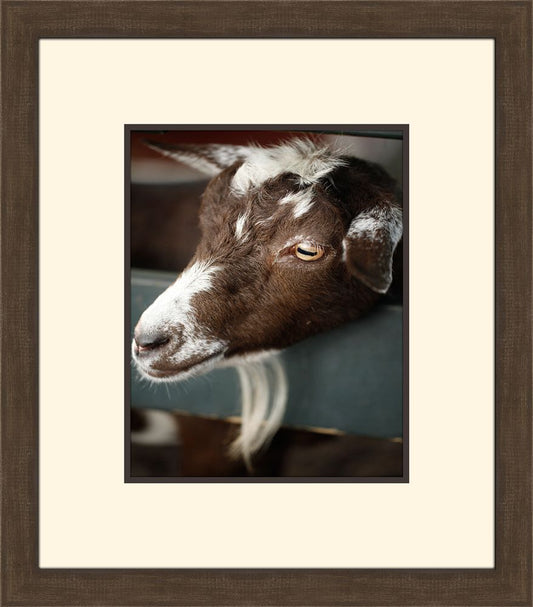 GET YOUR GOAT III