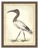 Vogel Aviary I
