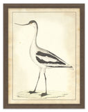 Vogel Aviary III