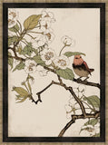 Red Robin and Peach Blossoms