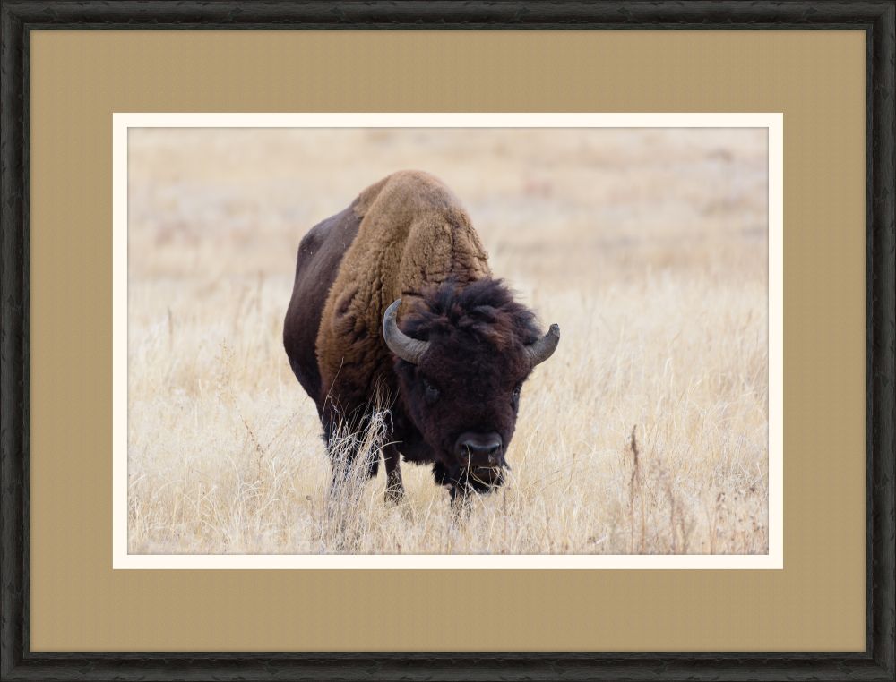 Bison I