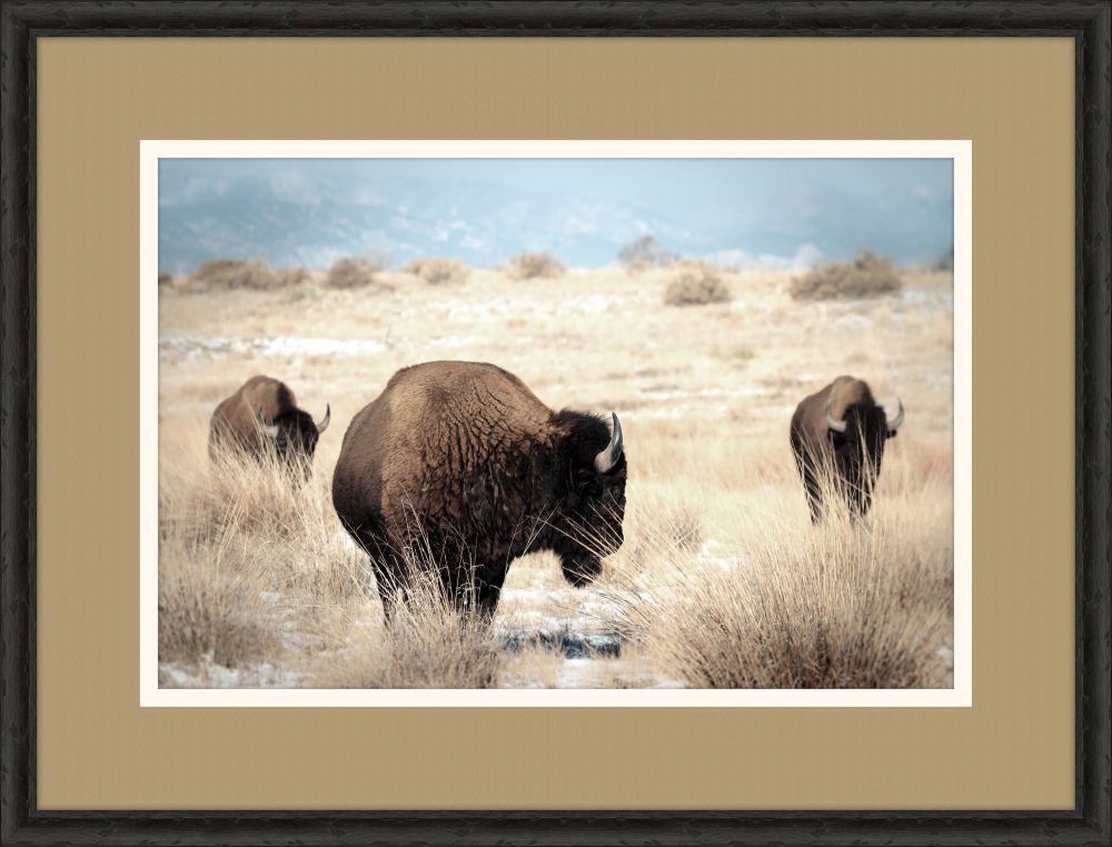 Bison II