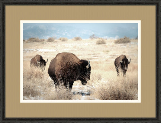 Bison II